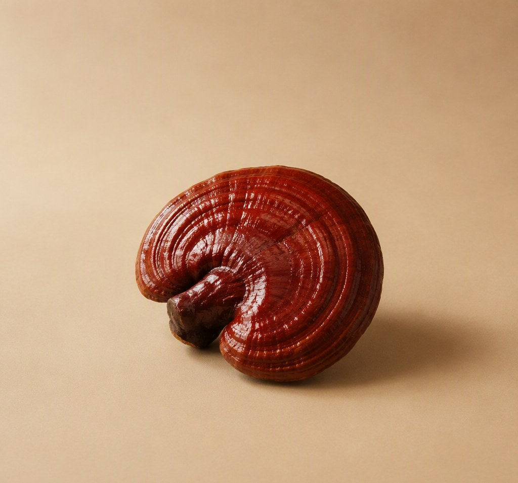 Reishi