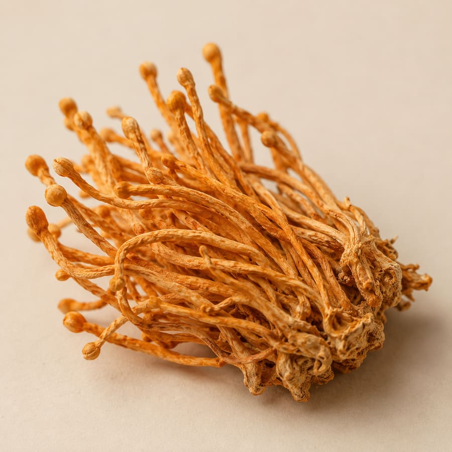 Cordyceps