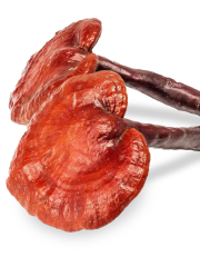 Reishi